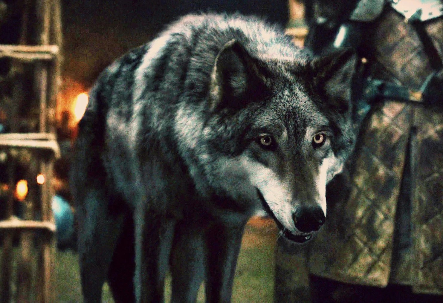 Raros ao sul da Muralha, sendo considerados extintos, tais animais são muito maiores e mais fortes que meros lobos. São baseados em uma espécie que realmente existiu. Podem chegar ao tamanho de pôneis, sua pelugem mistura tons de preto, cinza e marrom; sendo raros os albinos. Vivem em alcatéia, porém são grandes caçadores por si só, e extremamente inteligentes. É comun que eles se unam a uma alcatéia de lobos comuns e tomem a liderança. É dito que eles lutavam junto aos Filhos da Floresta no passado, podendo criar uma forte ligação com os warg.