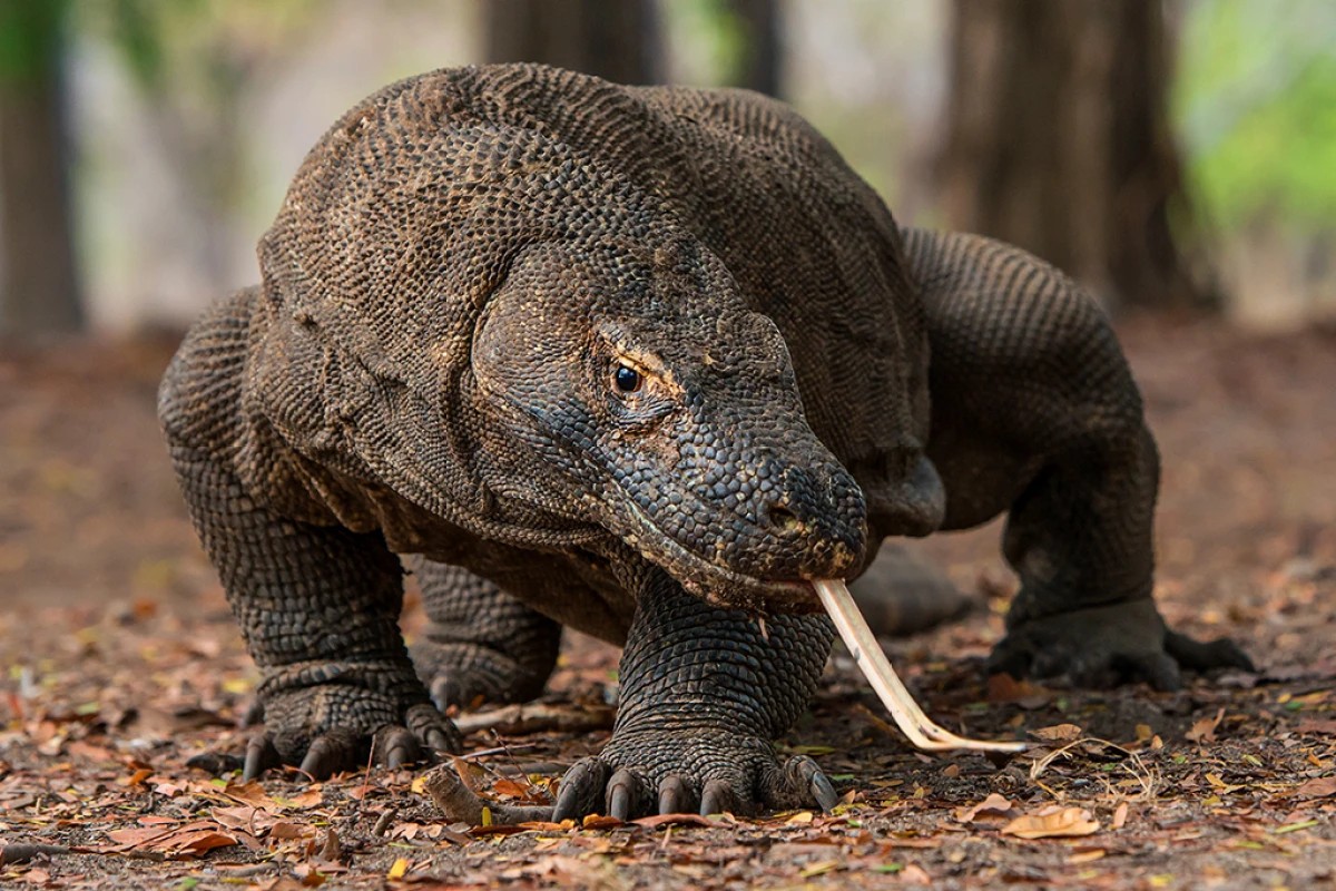 Pertencentes aos pântanos do Gargalo, os lagartos-leões são descritos tendo a aparência de grandes crocodilo. Eles vivem na água e nos pântanos, se misturando entre troncos a deriva devido suas escamas, seus dentes são como adágas. Eles são símbolo da Casa Reed.