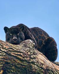 Nativos das Terras Além da Muralha e Montanhas da Lua, estes felinos são maiores que tigres, sendo capazes de sentir o cheiro de sangue a quilômetros. Sua pele é deveras valiosa devido a beleza (negra com listras brancas) e seu calor. São predadores temíveis, tendo o curioso hábito de quebrar os ossos de suas presas para obter o tutano, porém eles só atacam humanos se estiverem famintos. Varamyr Seispeles, um trocapeles, possui não apenas um manto feito da pele de um, mas também domou um.